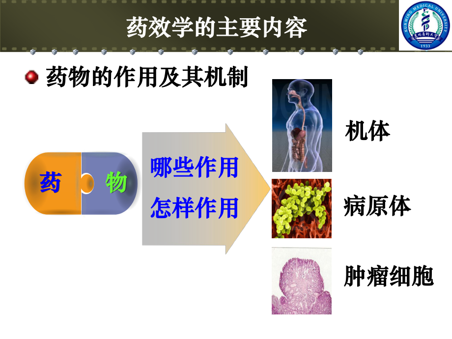 第三章-受体理论与药物效应动力学-第一部分课件.ppt_第3页