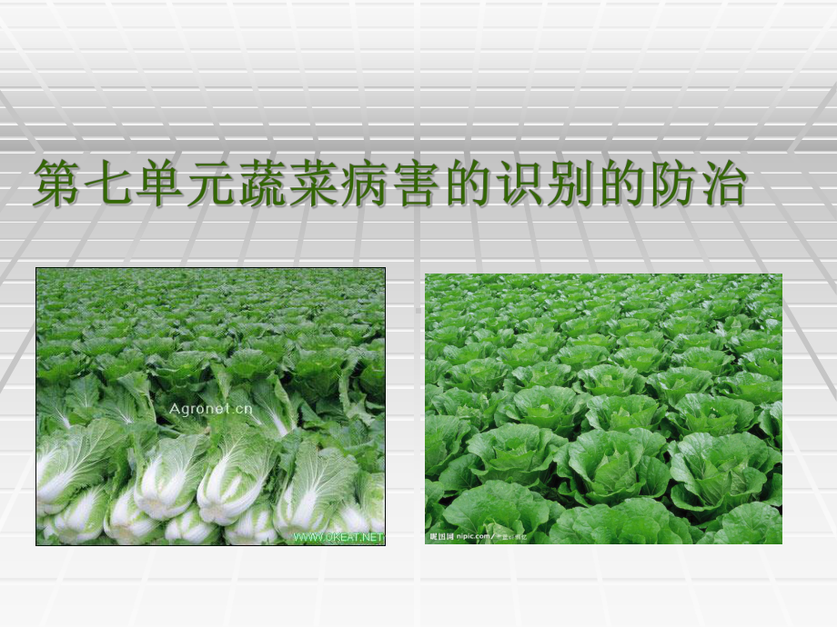 蔬菜病虫害防治课件.ppt_第1页