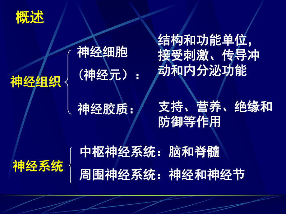 第七章神经组织新课件.ppt_第3页