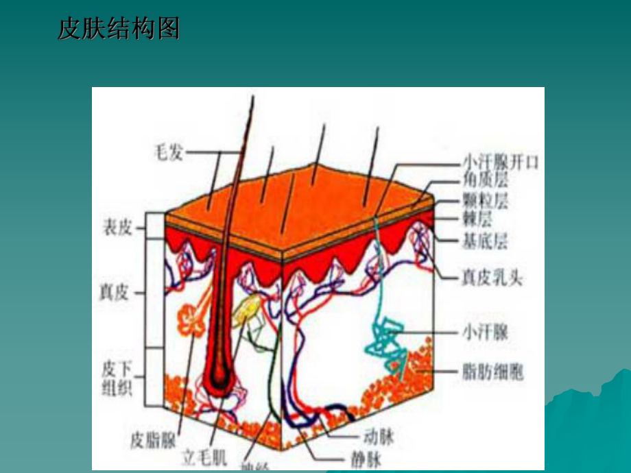 皮肤知识与问题性皮肤分析(入行必看).课件.ppt_第3页