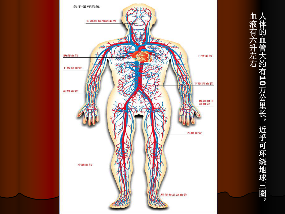 循环系统图示课件.ppt_第3页