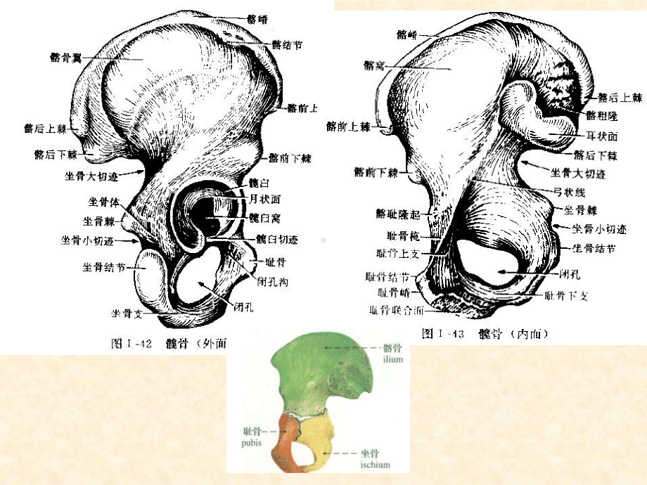 （资料）骨盆及周围肌群汇编课件.ppt_第3页