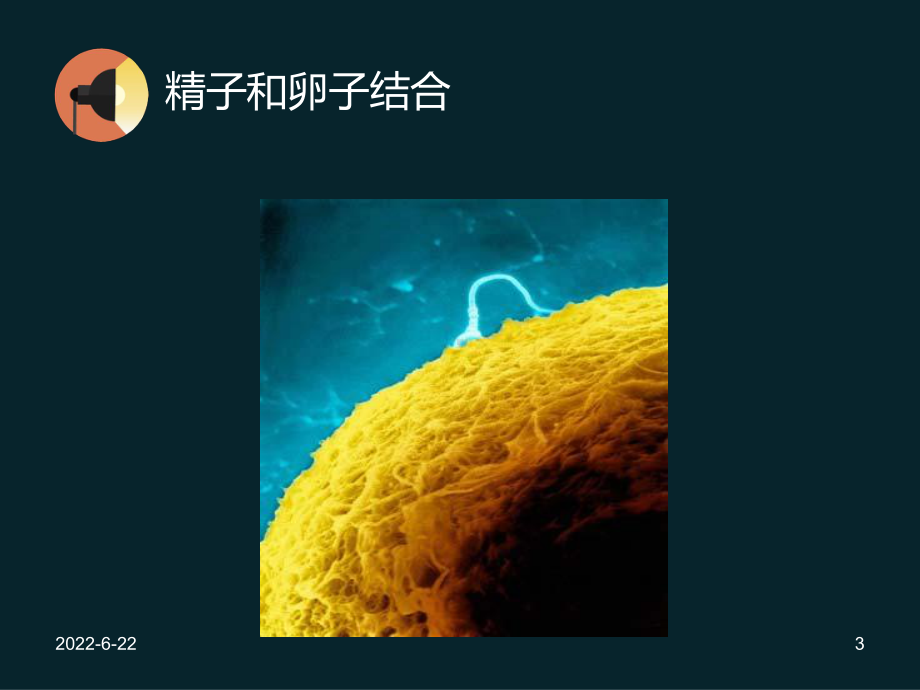 第二章儿童心理发展的生物学基础课件.ppt_第3页