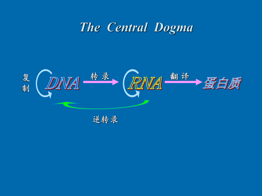 因子的转录终止课件.ppt_第2页