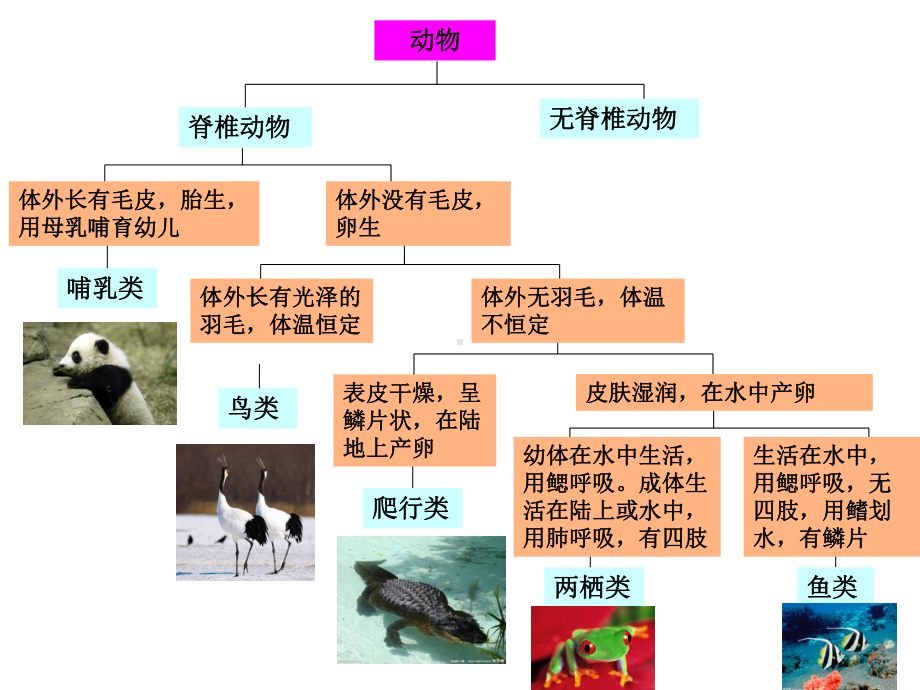 2.4.2常见的动物无脊椎动物、二歧分类检索表课件.ppt_第2页