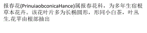 报春花栽培养护技术整理课件.pptx