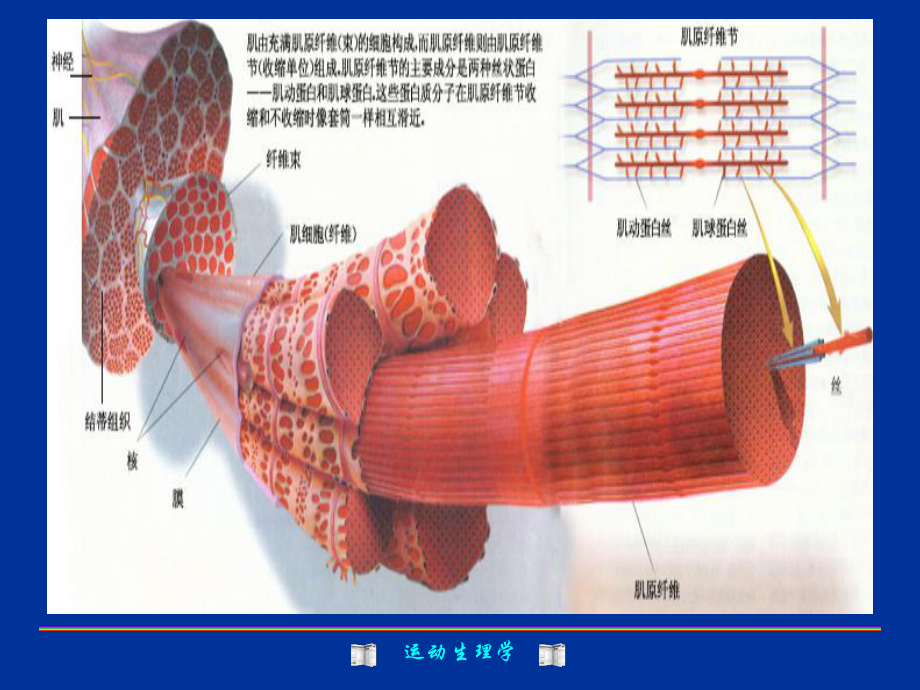 肌肉收缩课件.ppt_第3页