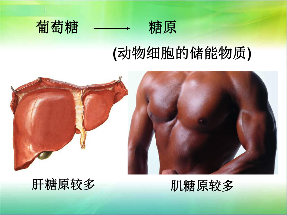 还原性糖斐林试剂→砖红色沉淀课件.ppt_第1页