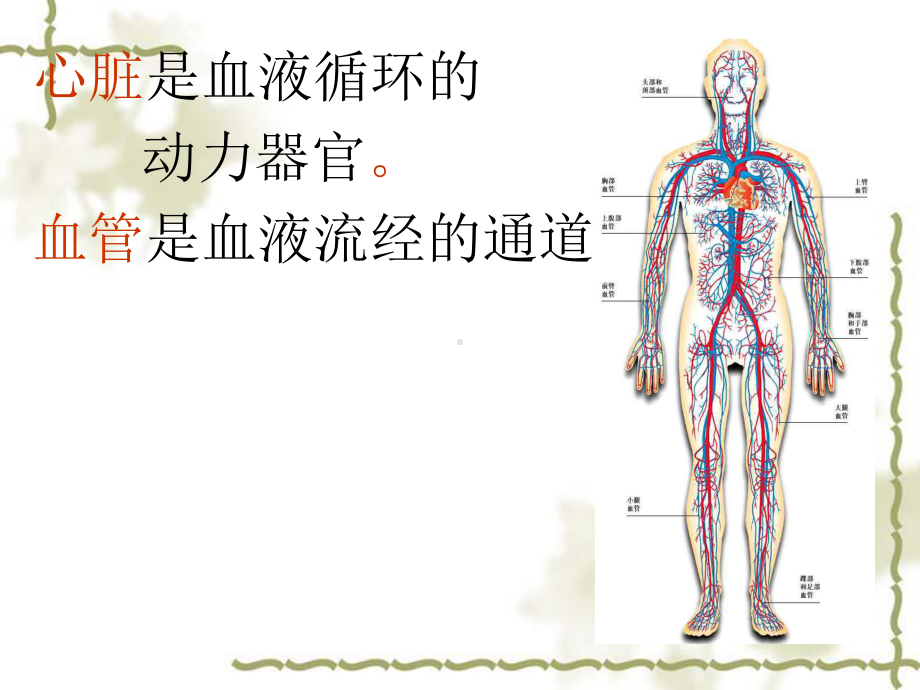 第三章第二节-物质运输的器官(1)课件.ppt_第2页