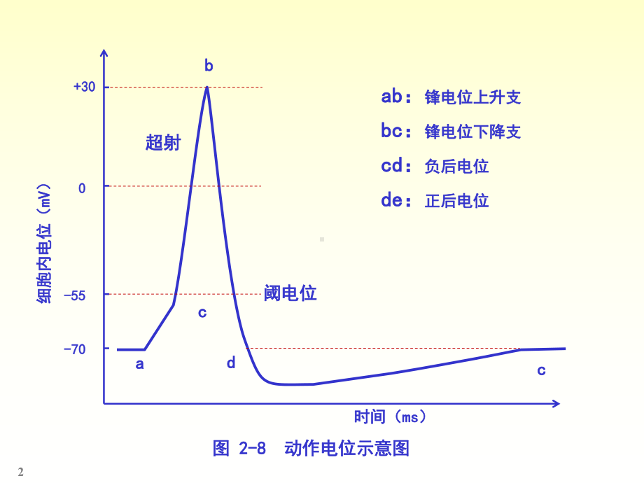 生理学图表课件.pptx_第2页