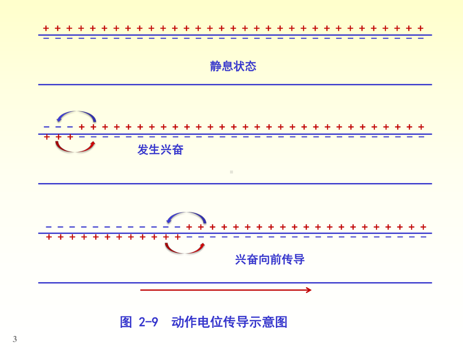 生理学图表课件.pptx_第3页