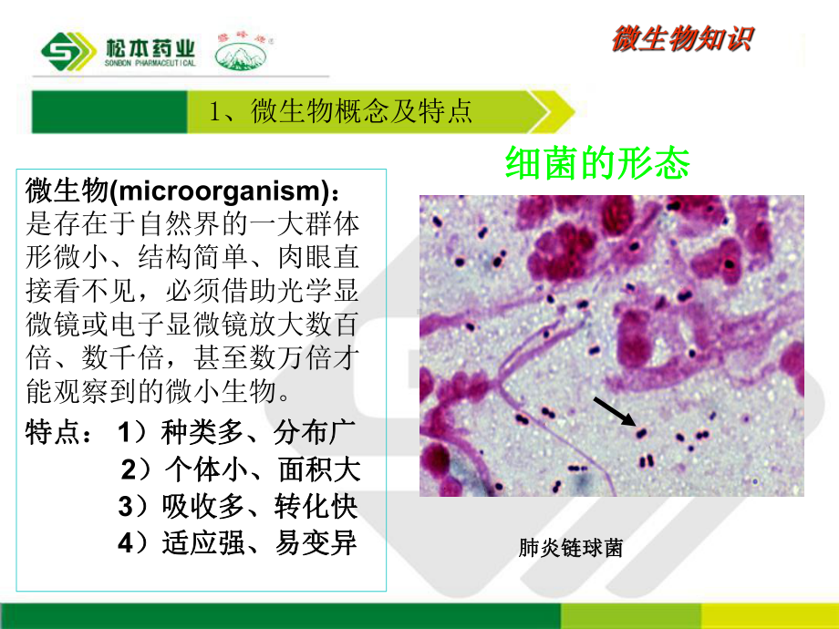 微生物知识及洁净区作业及卫生课件.ppt_第3页