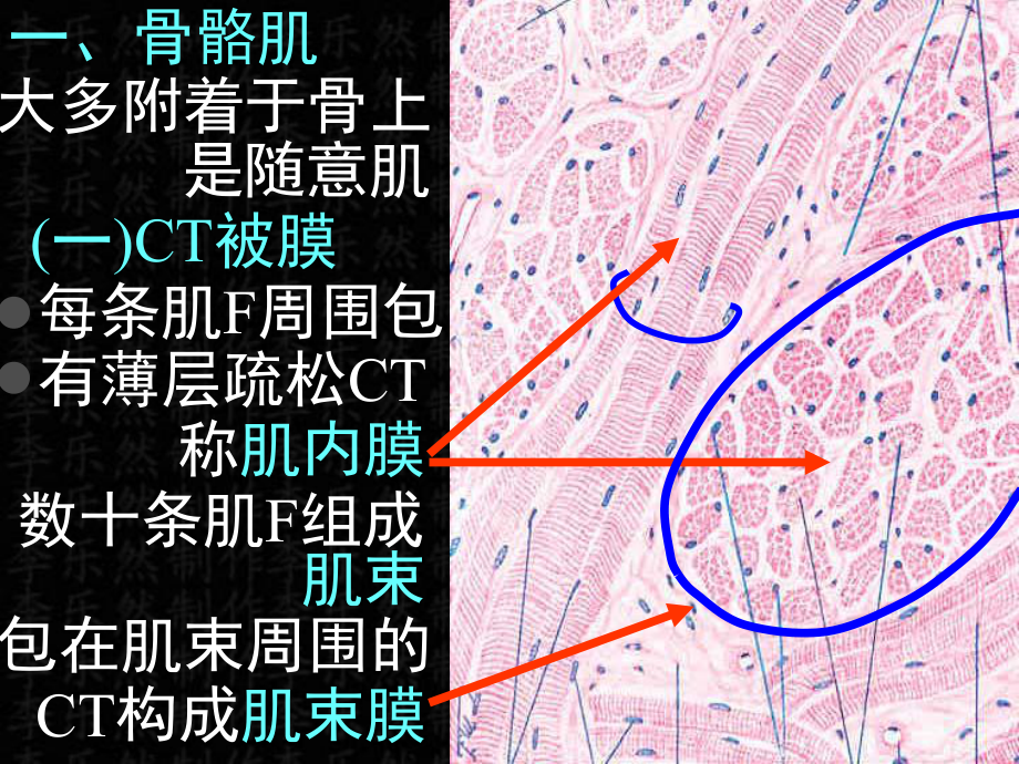 04肌组织神经组织（PPT）课件.ppt_第1页