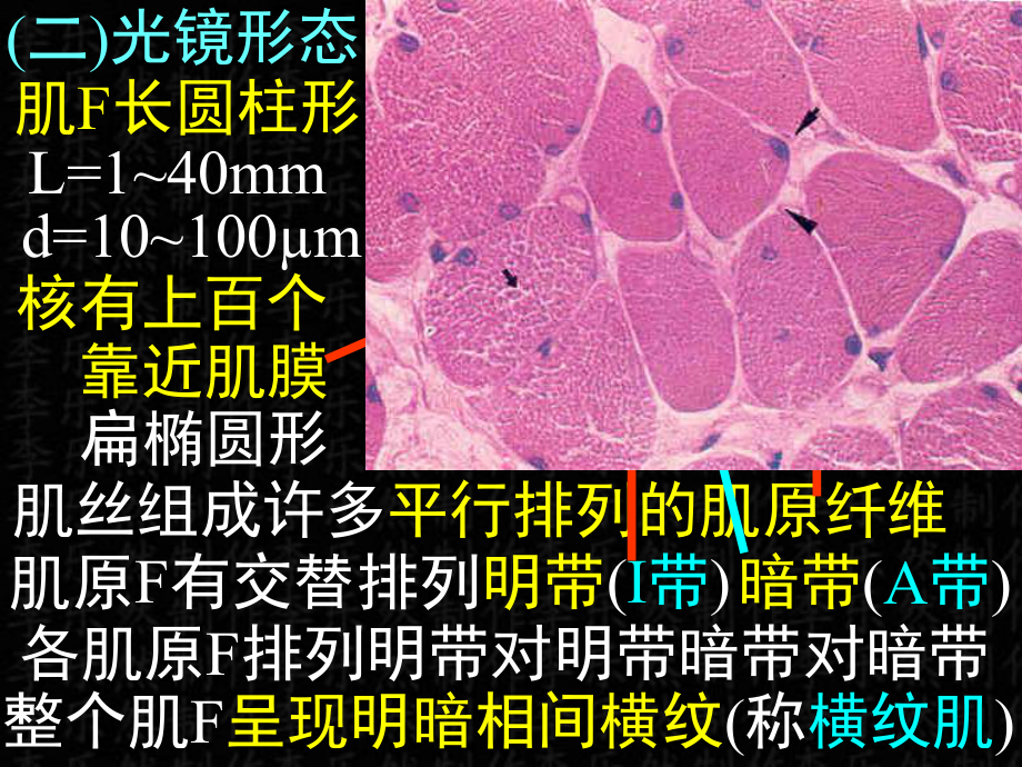 04肌组织神经组织（PPT）课件.ppt_第2页