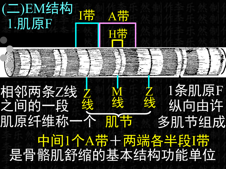 04肌组织神经组织（PPT）课件.ppt_第3页