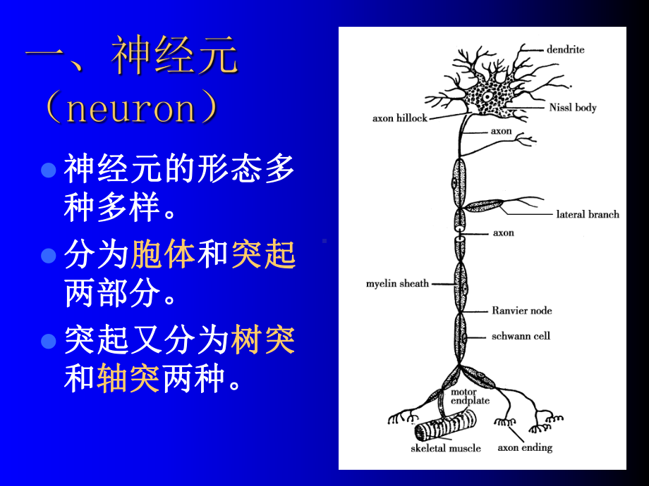 胚胎学：神经组织课件.ppt_第2页