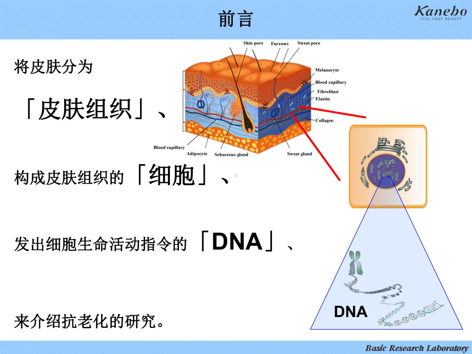 对皮肤组织、细胞、DNA 的抗老化研究课件.ppt_第2页