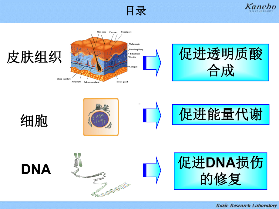 对皮肤组织、细胞、DNA 的抗老化研究课件.ppt_第3页