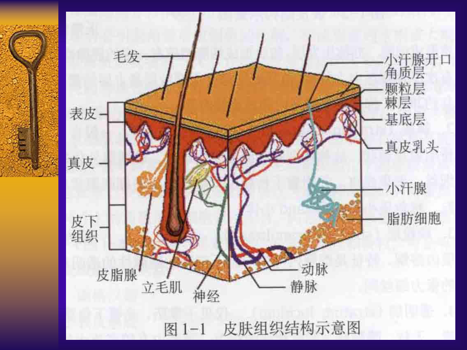 [整理版]皮肤的解剖和组织学课件.ppt_第3页