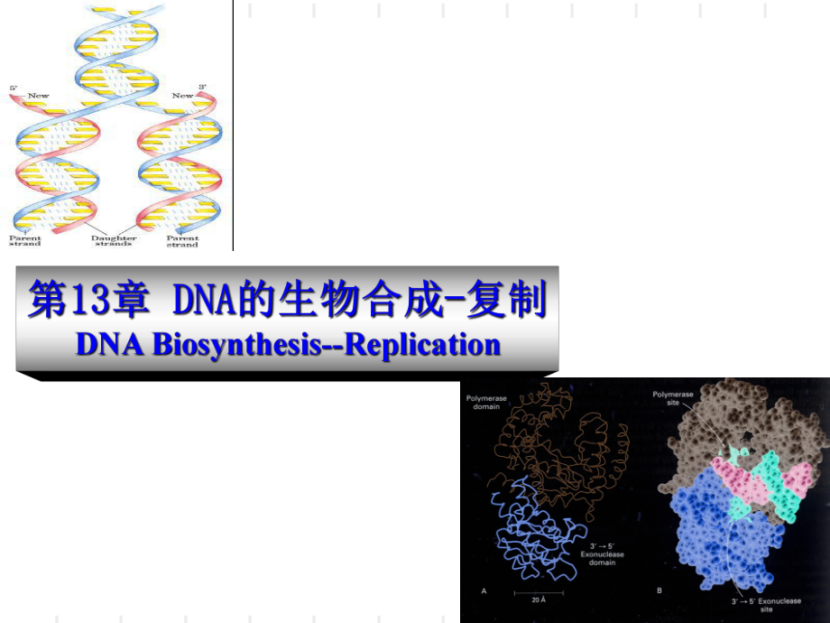 第13章 DNA的生物合成-复制PPT课件.ppt_第1页