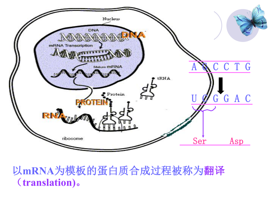 核酸代谢4-蛋白质合成课件.ppt_第3页