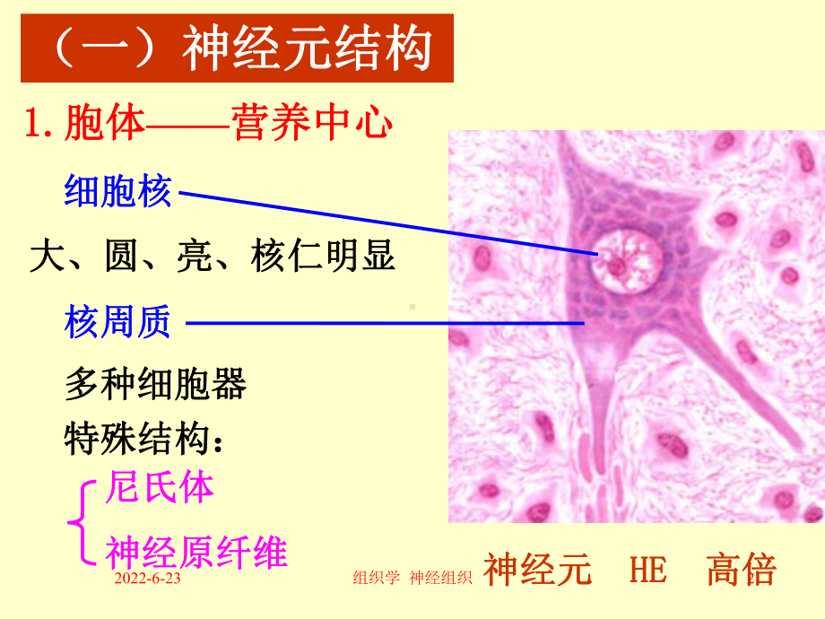 组织学与胚胎学 神经组织（精品PPT）课件.ppt_第2页