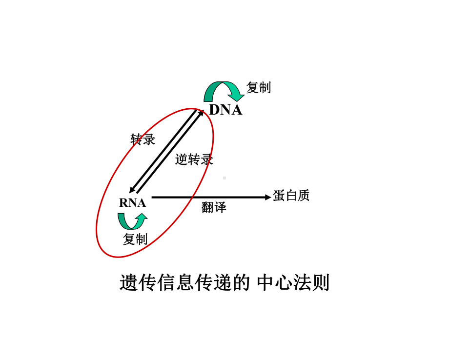 RNA生物合成和加工.ppt课件.ppt_第3页