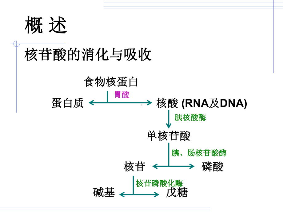 第5版核酸代谢与蛋白质生物合成(1)12精要课件.ppt_第3页