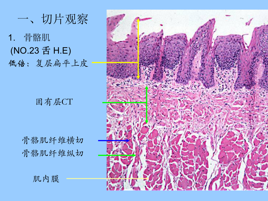 试验3.肌组织和神经组织[宝典]课件.ppt_第3页