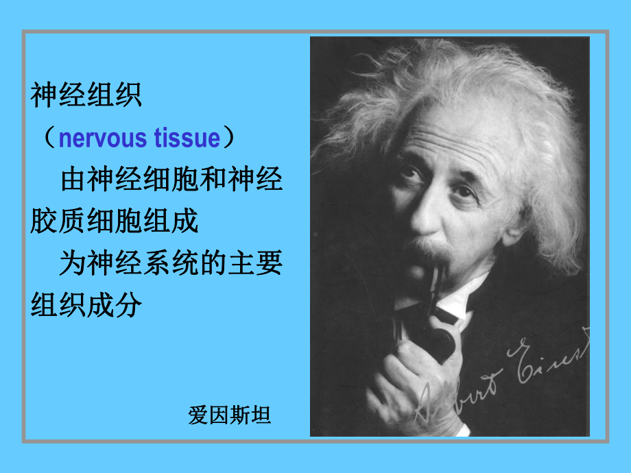 组织学与胚胎学-07神经组织课件.ppt_第2页