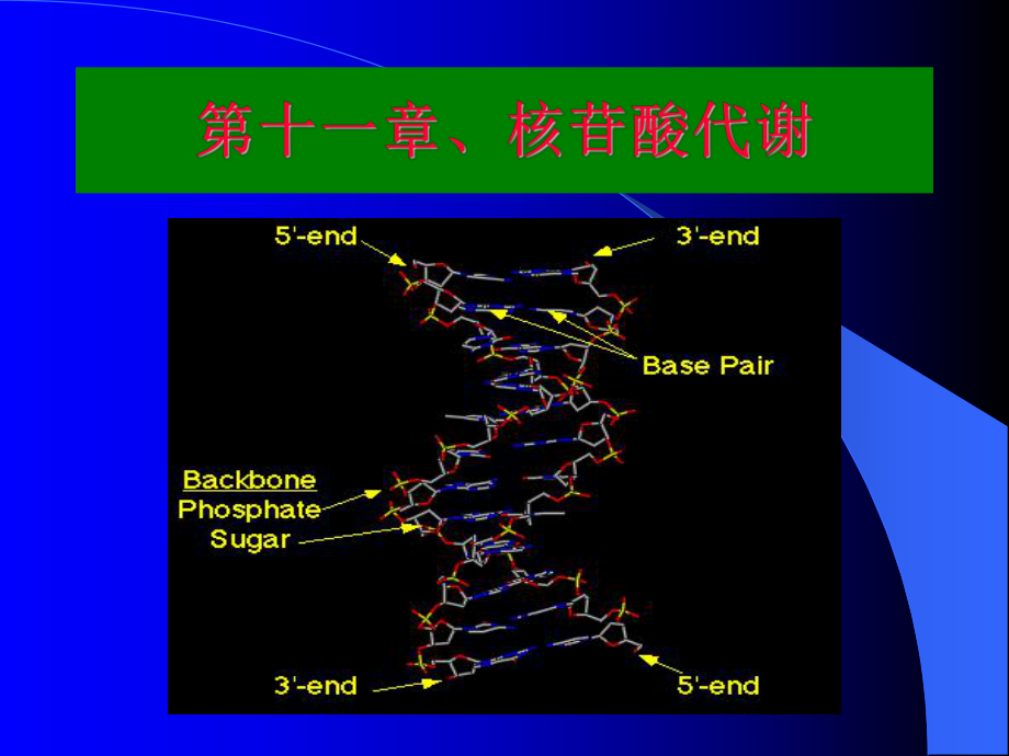 生物化学--核酸分解代谢d11[1]课件.ppt_第2页