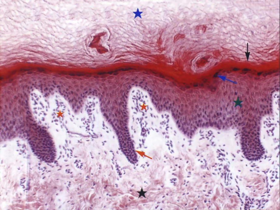 皮肤skin- 组织学与胚胎学课件.ppt_第3页