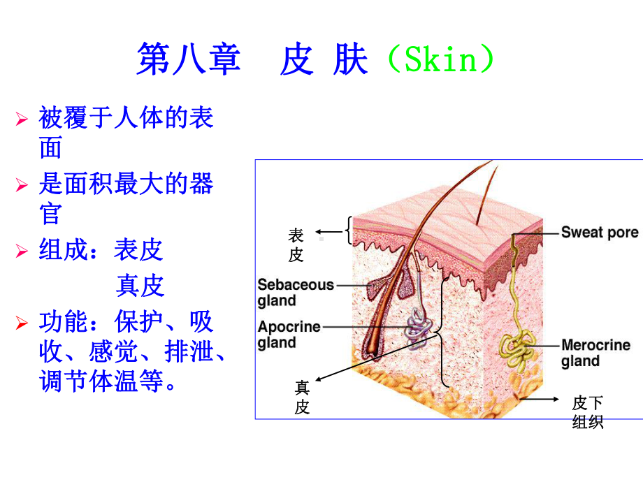 《组织胚胎学》皮肤课件.ppt_第1页