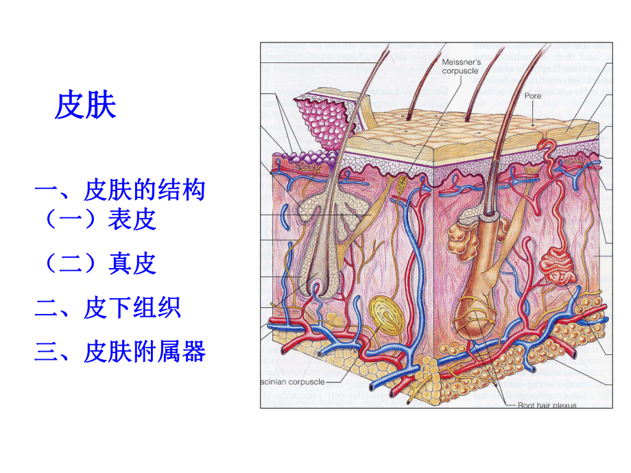 《组织胚胎学》皮肤课件.ppt_第2页