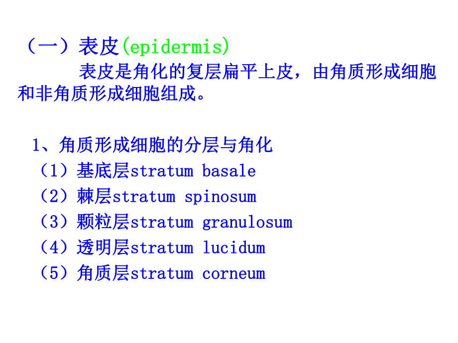 《组织胚胎学》皮肤课件.ppt_第3页