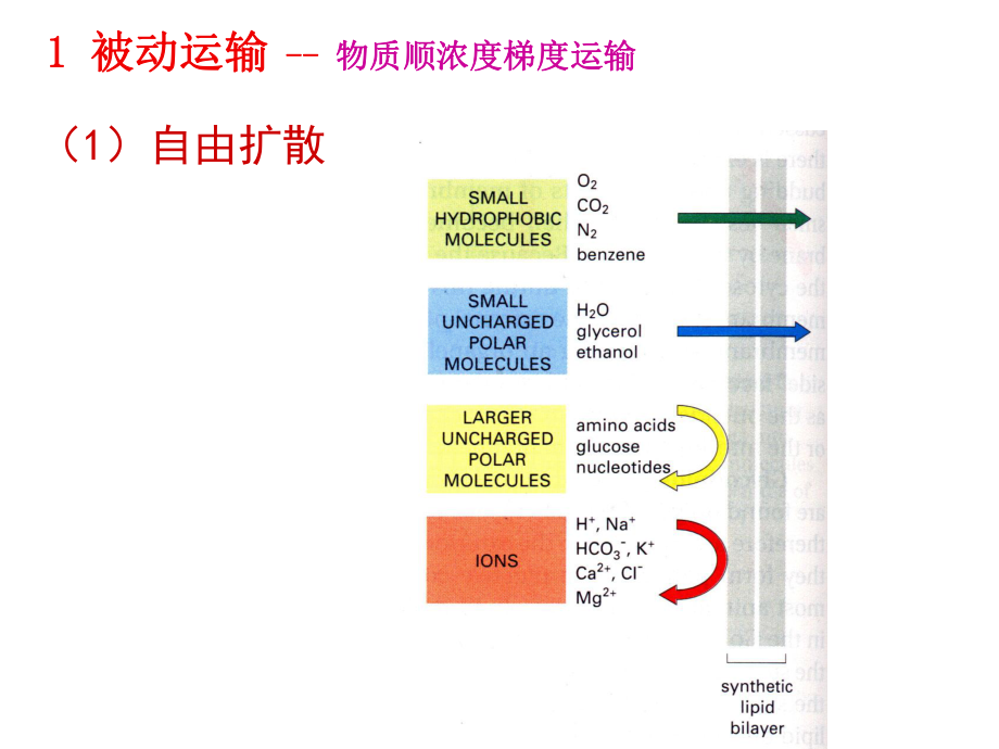 物质的跨膜运输课件.ppt_第3页