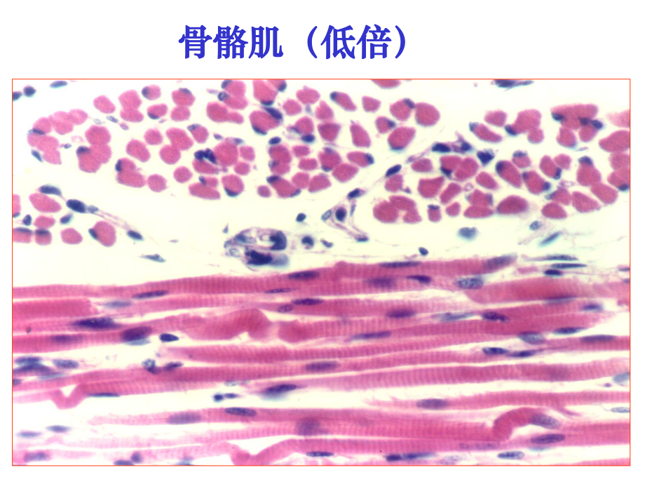 实验三：肌组织、神经组织1课件.ppt_第2页