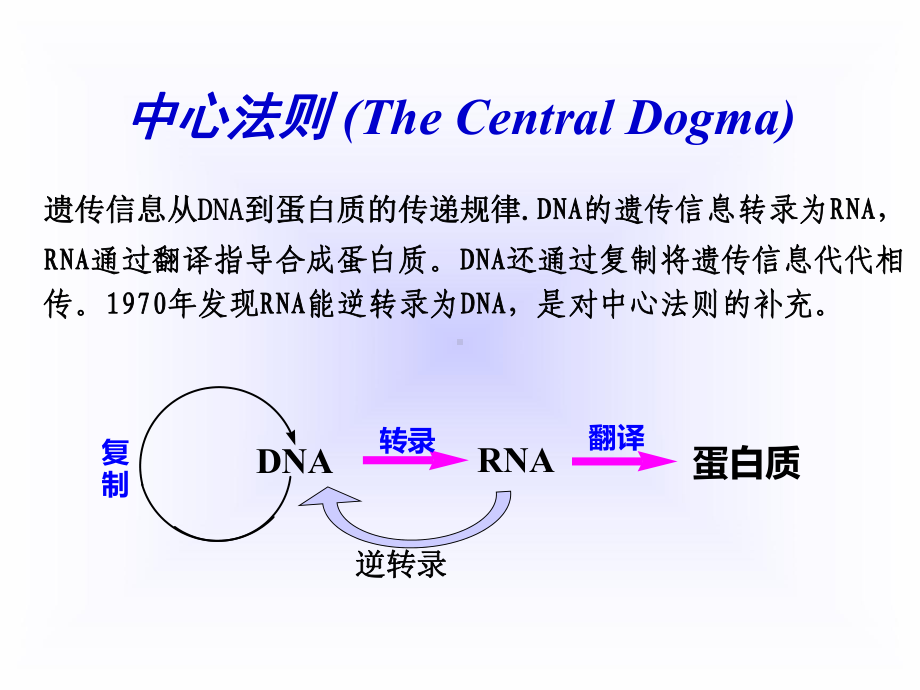 第10章 DNA生物合成.ppt课件.ppt_第2页