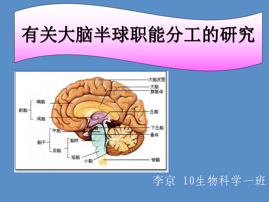 大脑半球职能分工的课件.ppt_第1页