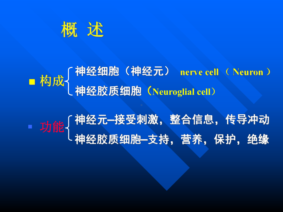 组织学与胚胎学 第7章 神经组织(上)课件.ppt_第2页