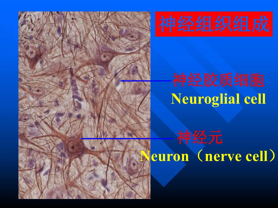 组织学与胚胎学 第7章 神经组织(上)课件.ppt_第3页