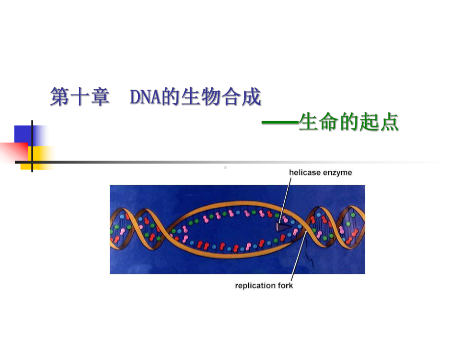 第十章 DNA的生物合成 -生命的起点课件.ppt_第1页