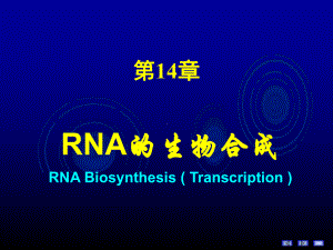 十四RNA的生物合成-中药（精品PPT）课件.ppt