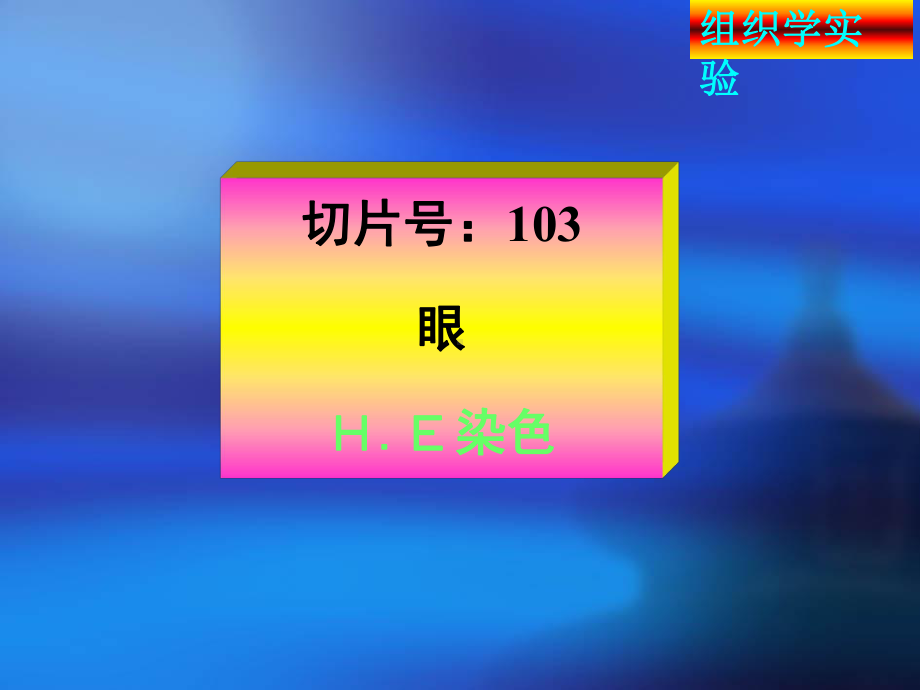 组织学与胚胎学实验考试 眼、耳、皮肤.ppt课件.ppt_第3页