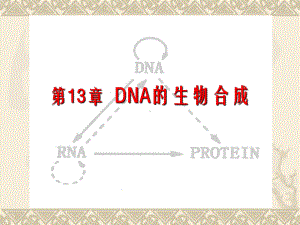 第13章 DNA的生物合成.ppt课件.ppt