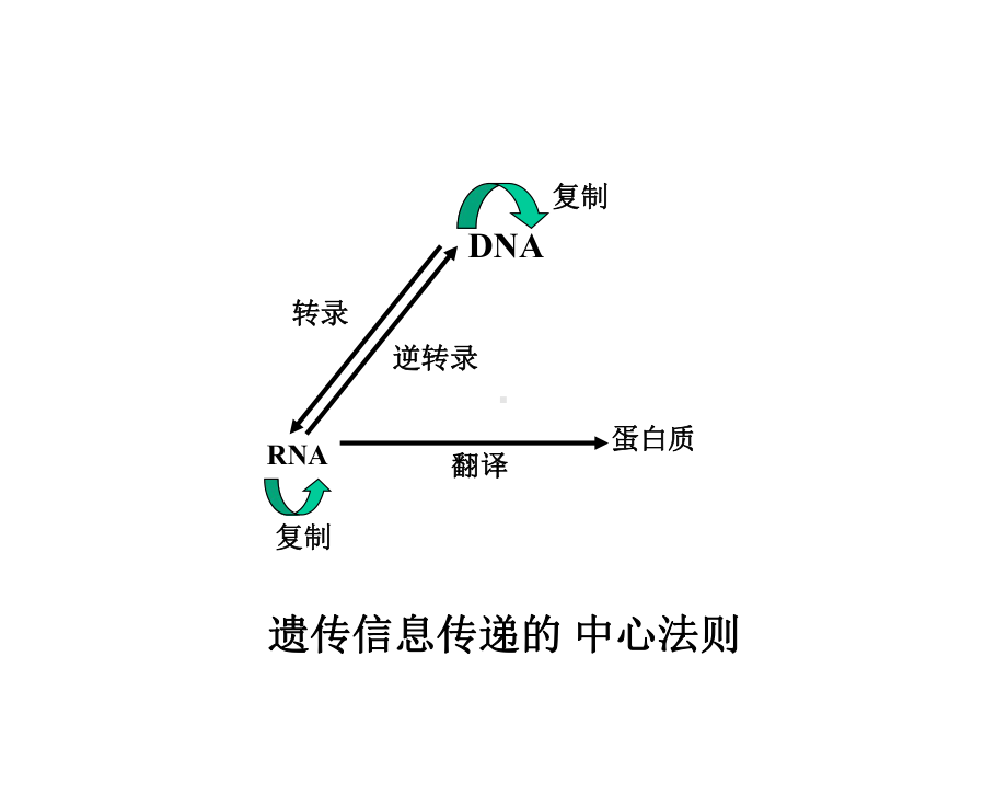 RNA生物合成和加工8（PPT）课件.ppt_第1页