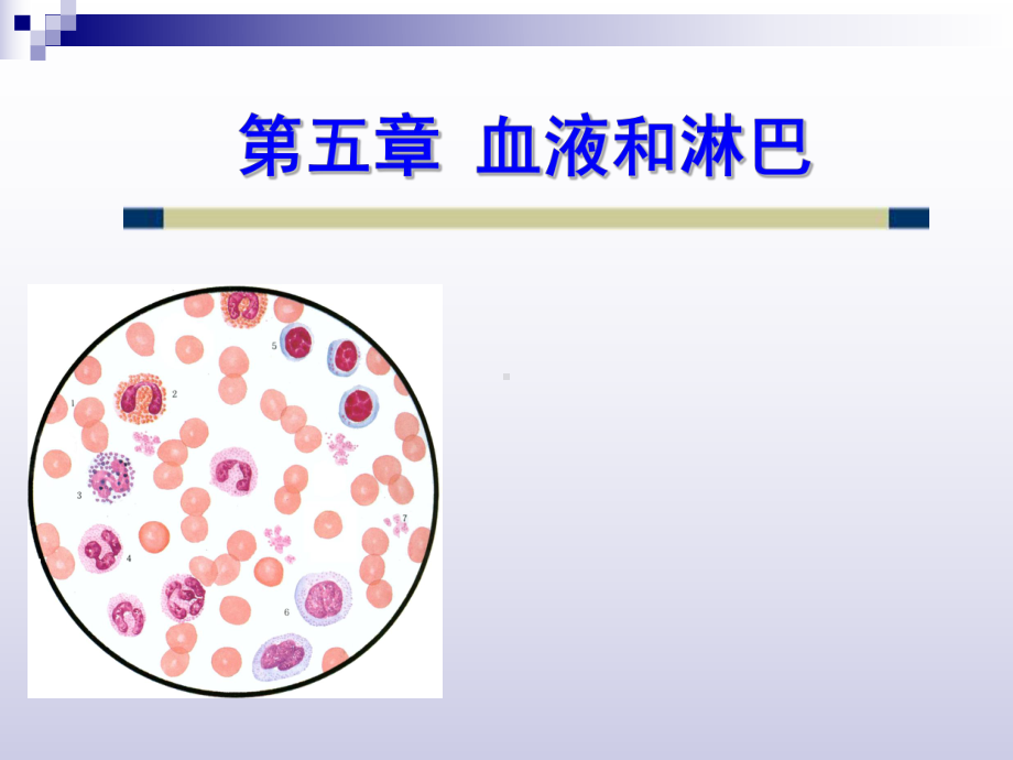 组织学与胚胎学 第五章 血液和淋巴 精要课件.ppt_第1页