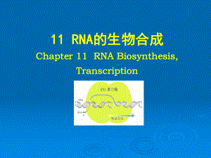 RNA的生物合成（精品-ppt）课件.ppt