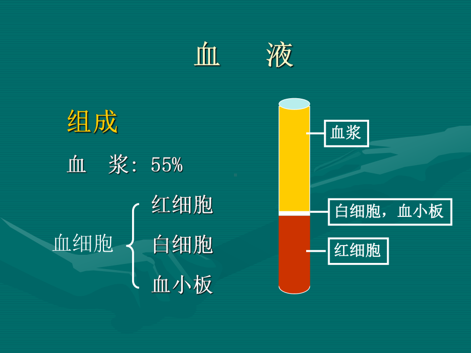 组织胚胎学-第5章血液和淋巴课件.ppt_第3页