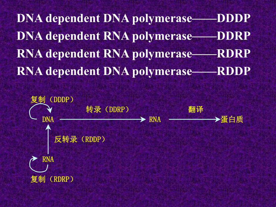 第十二章 dna的生物合成　课件.ppt_第3页